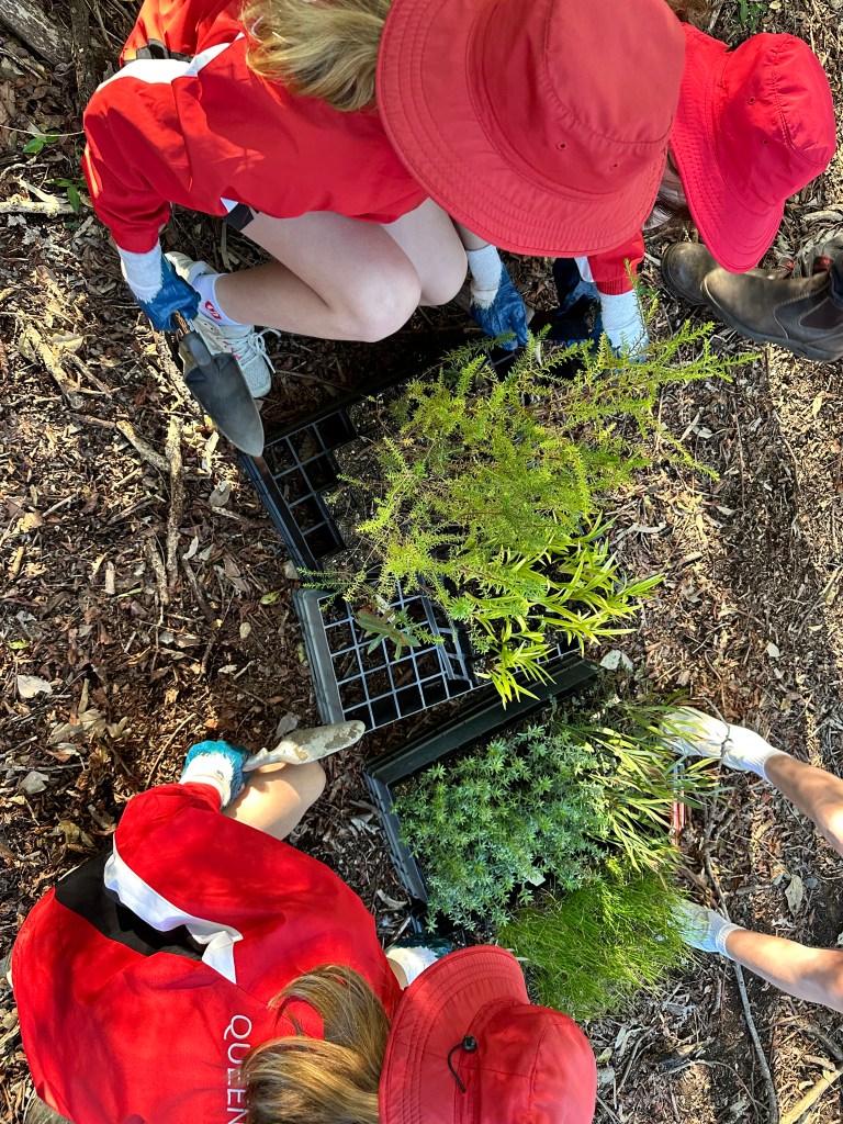 Schools National Tree Planting Day
